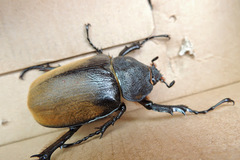 Megasoma elephas elephas