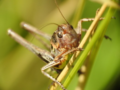 Decticus albifrons