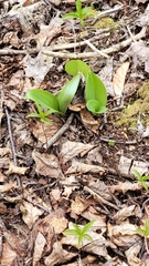 Clintonia borealis