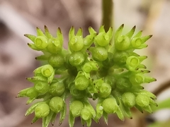 Valerianella microcarpa