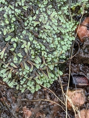 Ricciaceae