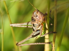 Decticus albifrons