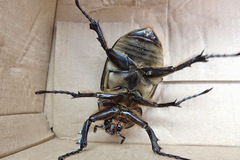 Megasoma elephas elephas