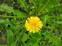 Tenthredo talyshensis