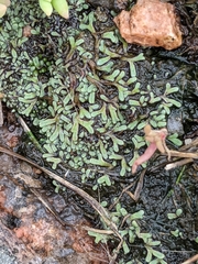 Ricciaceae