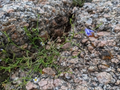 Campanula reverchonii