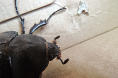 Megasoma elephas elephas