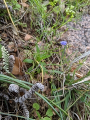Campanula reverchonii