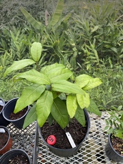 Eugenia haematocarpa