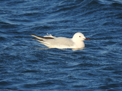 Chroicocephalus genei