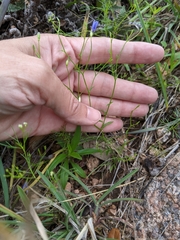 Campanula reverchonii