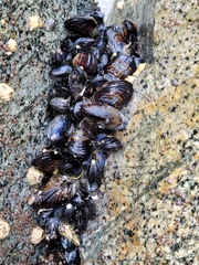 Mytilus californianus