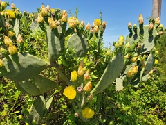 Opuntia bentonii