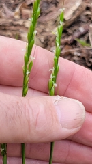 Oryzopsis asperifolia