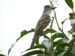 Myiarchus tyrannulus