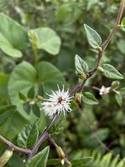 Lepidaploa borinquensis