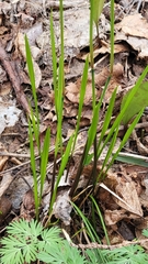 Oryzopsis asperifolia