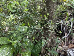 Lepidaploa borinquensis