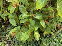 Palicourea crocea