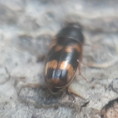 Litargus connexus