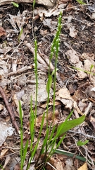 Oryzopsis asperifolia