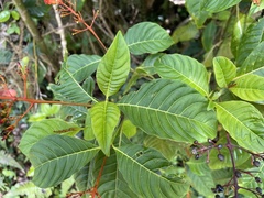 Palicourea crocea