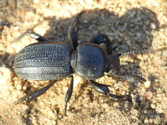 Coleoptera