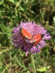 Zygaena rubicundus