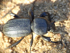 Coleoptera