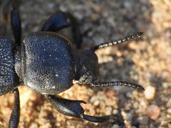 Coleoptera