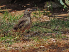 Toxostoma curvirostre