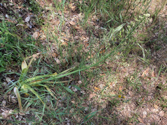 Melanthieae