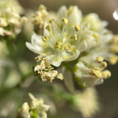 Melanthieae