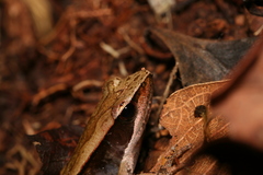 Mantidactylus