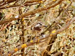 Purnella albifrons