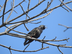 Sturnus vulgaris