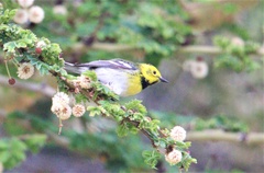 Setophaga townsendi × occidentalis