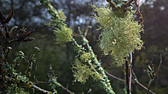 Usnea intermedia