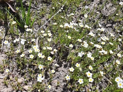 Plagiobothrys figuratus