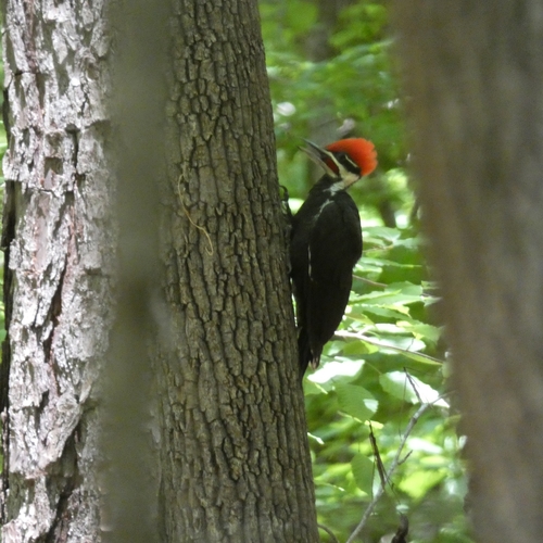Pileated Woodpecker photographed in Alabama