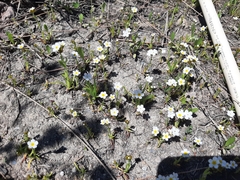 Plagiobothrys figuratus