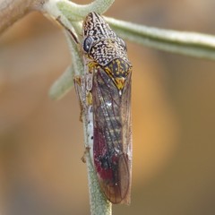 Homalodisca liturata