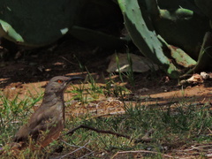 Toxostoma curvirostre