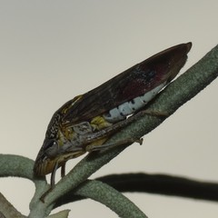 Homalodisca liturata