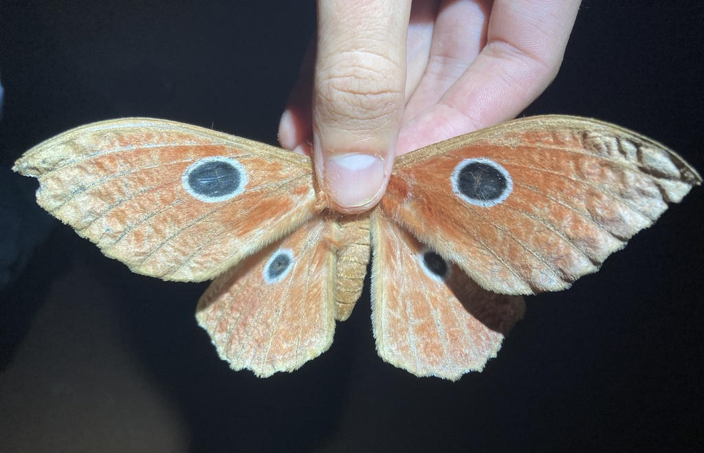 Melanocera nereis
