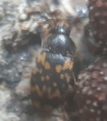 Mycetophagus atomarius