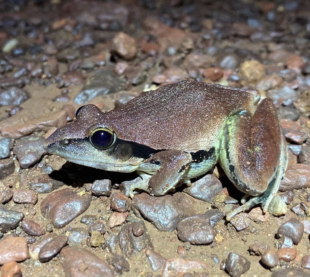 Central Grassland Frog