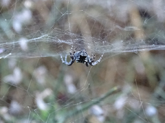 Cyrtophora citricola