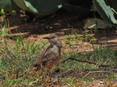 Toxostoma curvirostre