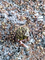 Pachygrapsus crassipes